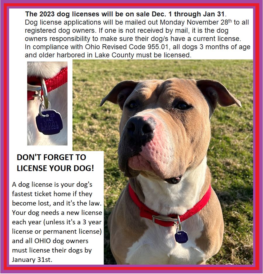 Dog License Information Dog Shelter